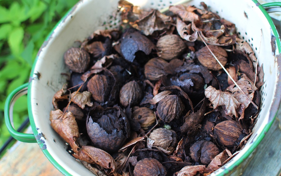 brown walnut hulls in collander