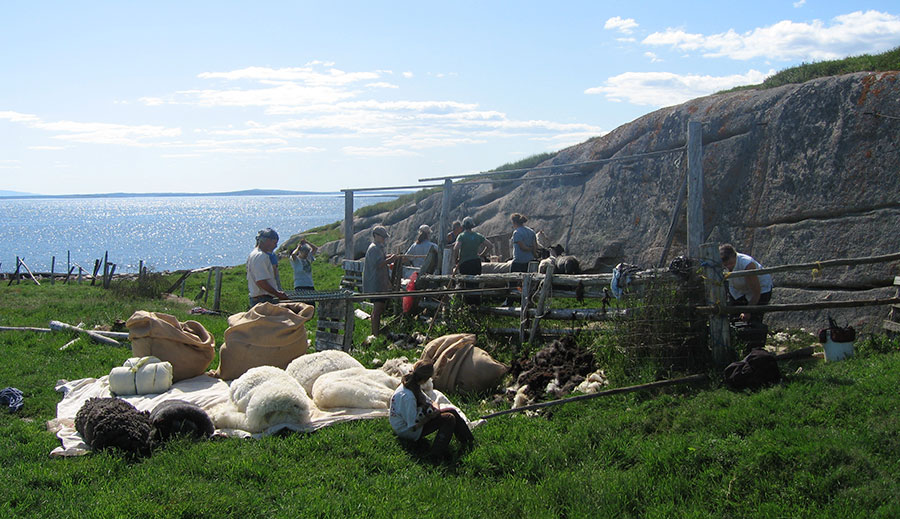 sheep in a corral on and island with people